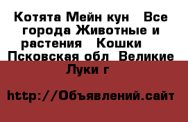 Котята Мейн кун - Все города Животные и растения » Кошки   . Псковская обл.,Великие Луки г.